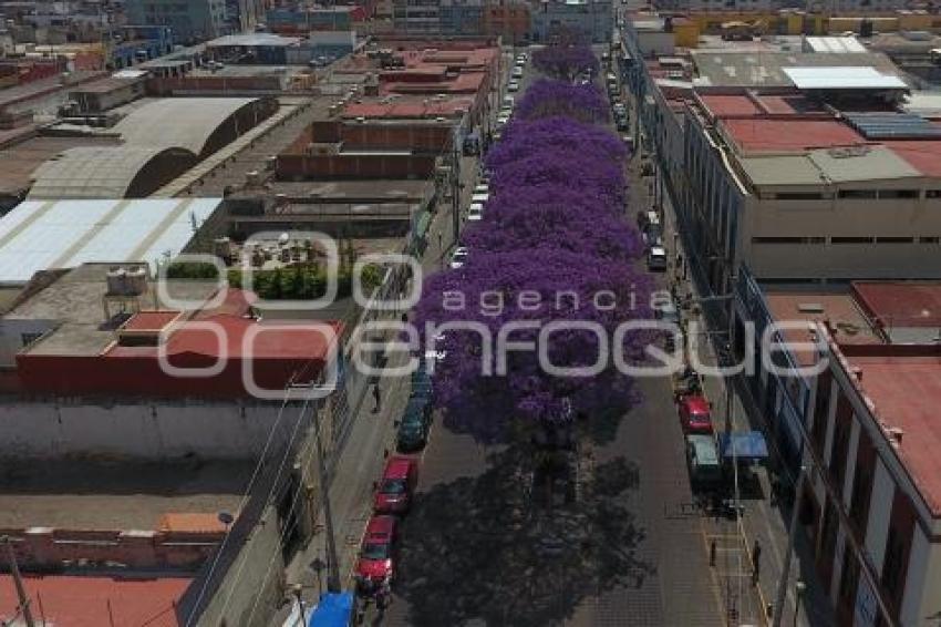 ENFOQUE AÉREO . JACARANDAS