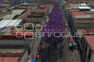 ENFOQUE AÉREO . JACARANDAS