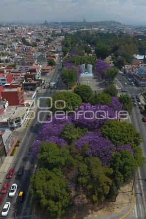 ENFOQUE AÉREO . JACARANDAS
