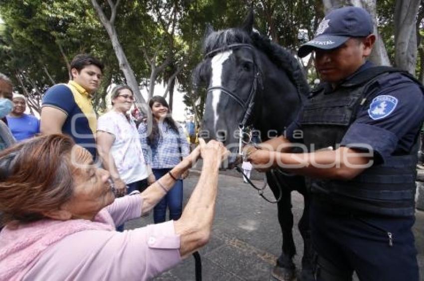 POLICÍA MONTADA