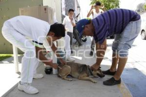 VACUNACIÓN ANTIRRÁBICA . ACATLÁN