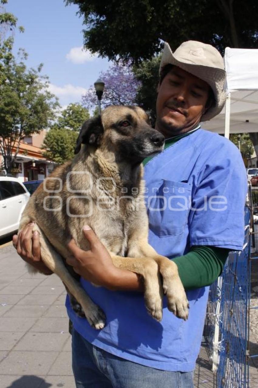 JORNADA DE ADOPCIÓN DE ANIMALES