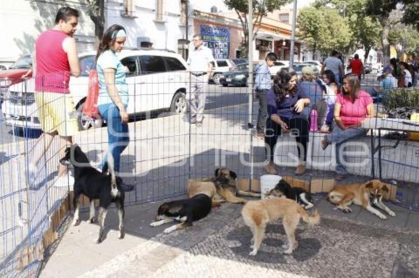 JORNADA DE ADOPCIÓN DE ANIMALES