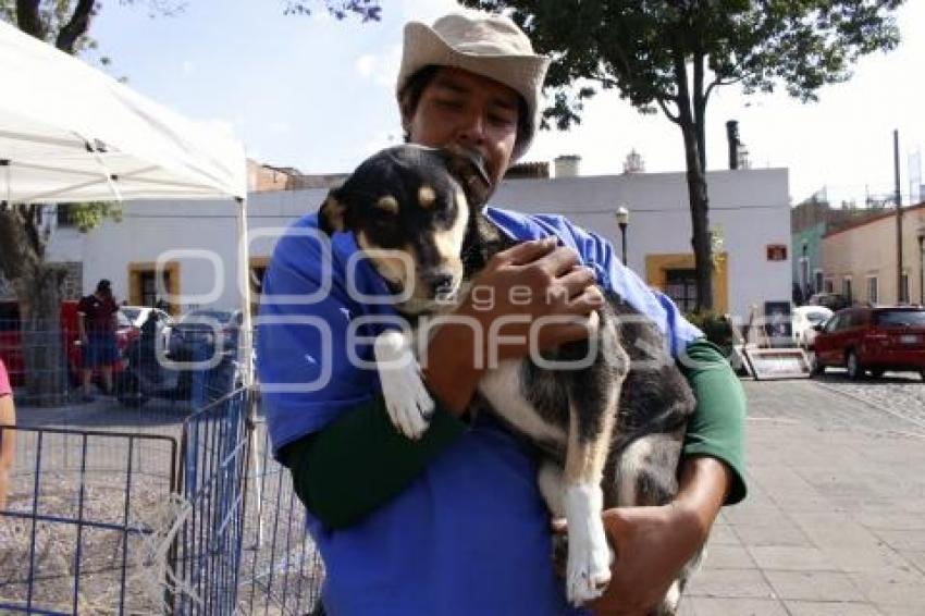 JORNADA DE ADOPCIÓN DE ANIMALES