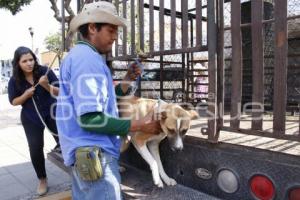 JORNADA DE ADOPCIÓN DE ANIMALES