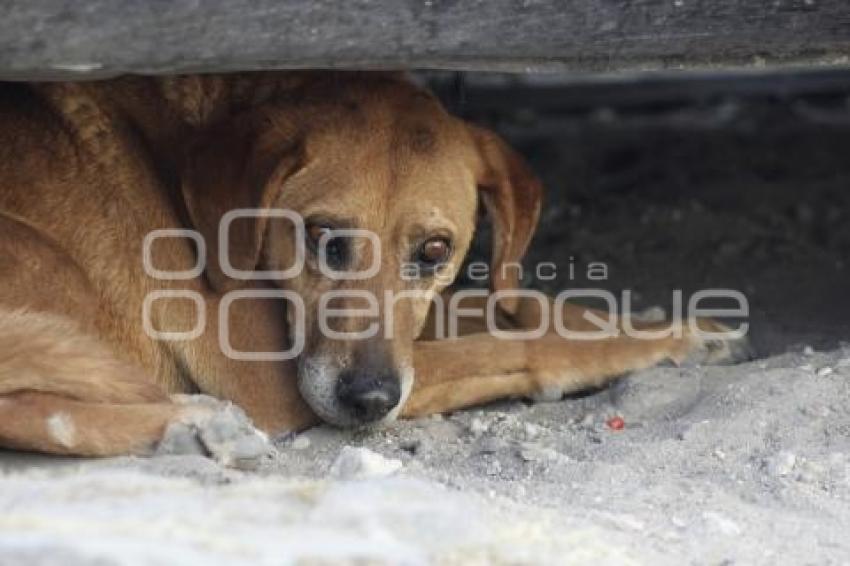 PERROS CALLEJEROS