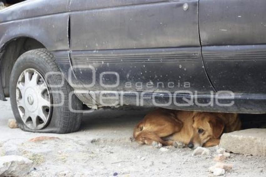 PERROS CALLEJEROS