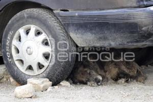 PERROS CALLEJEROS