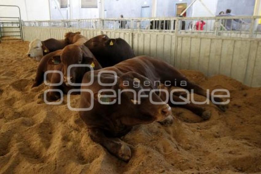 FERIA DE PUEBLA 2019