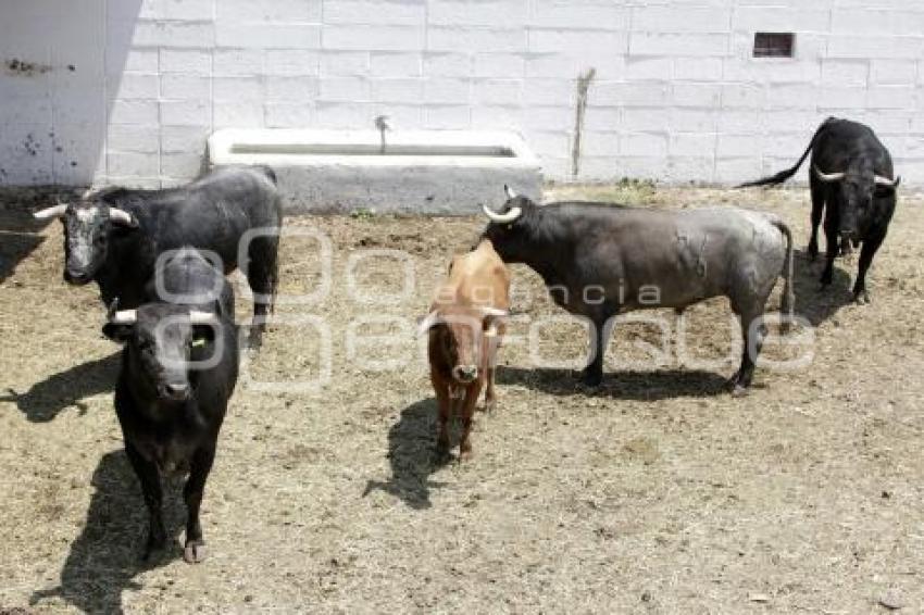 GANADERÍAS . TAUROMAQUIA