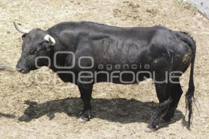 GANADERÍAS . TAUROMAQUIA