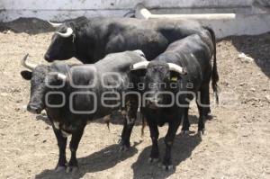 GANADERÍAS . TAUROMAQUIA