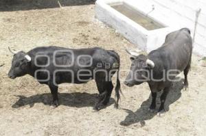 GANADERÍAS . TAUROMAQUIA