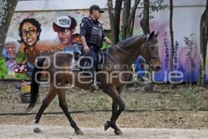 POLICÍA MONTADA