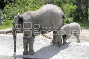 AFRICAM . PROGRAMAS DE CONSERVACIÓN