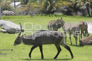 AFRICAM . PROGRAMAS DE CONSERVACIÓN