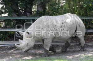 AFRICAM . PROGRAMAS DE CONSERVACIÓN