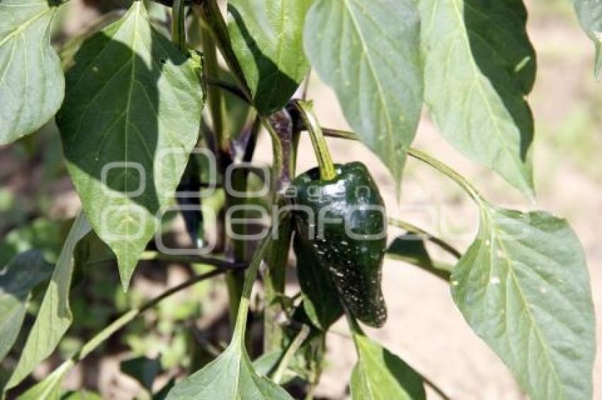 CAMPO . CHILE POBLANO