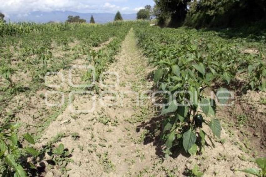 CAMPO . CHILE POBLANO