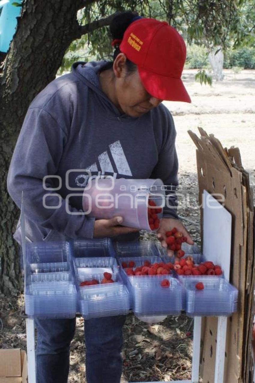 CULTIVOS DE FRAMBUESA