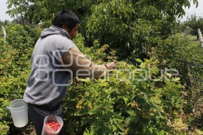 CULTIVOS DE FRAMBUESA