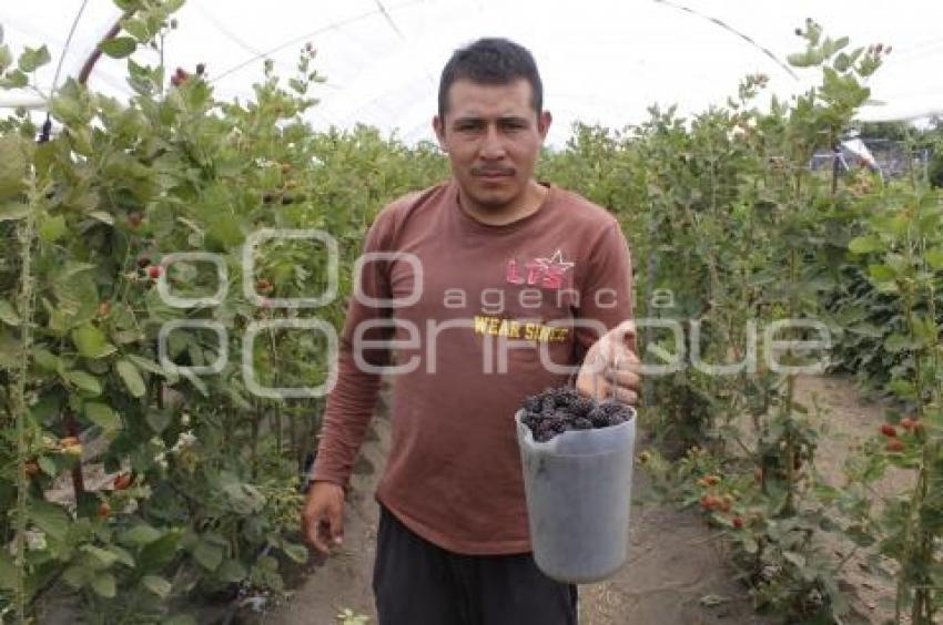 CULTIVOS DE ZARZAMORA