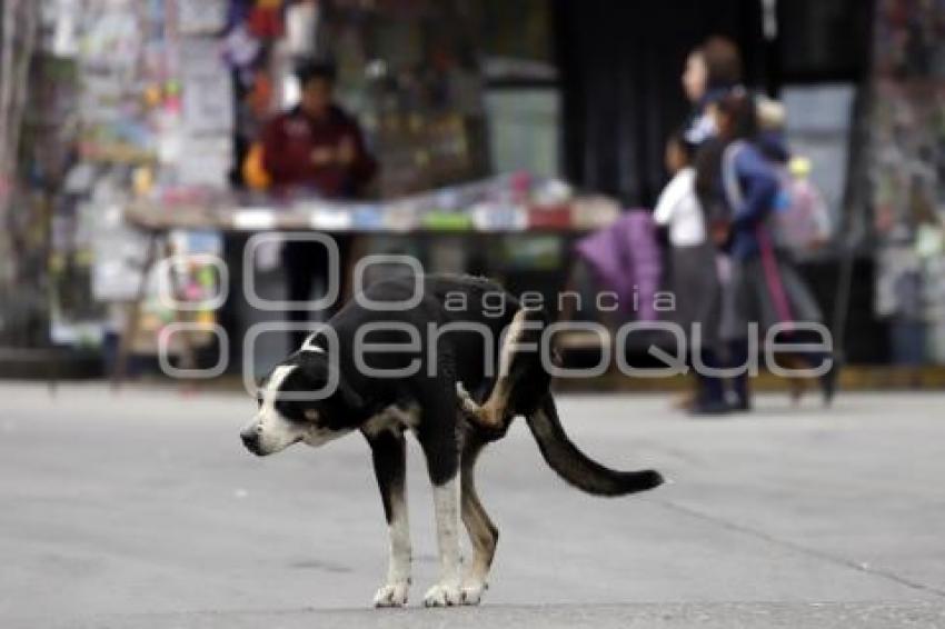 DÍA DEL PERRO