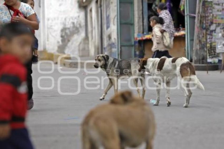 DÍA DEL PERRO