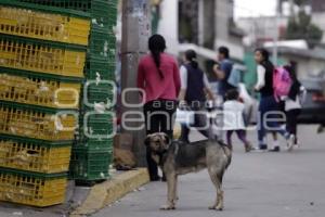 DÍA DEL PERRO