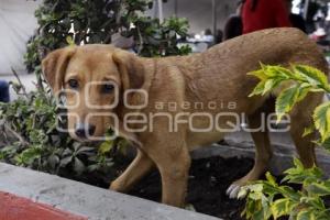 DÍA DEL PERRO