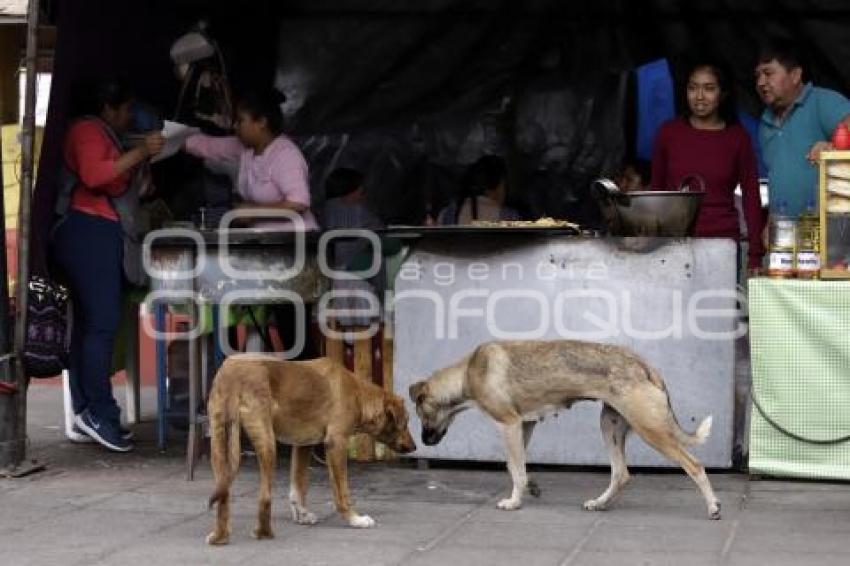 DÍA DEL PERRO