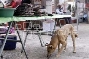 DÍA DEL PERRO