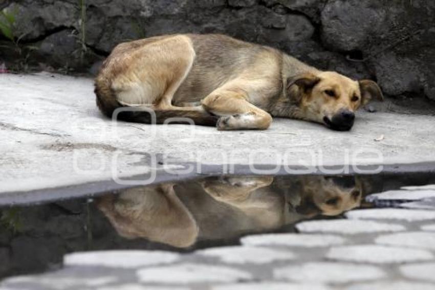 DÍA DEL PERRO