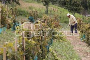 MUNICIPIOS . VIÑEDOS