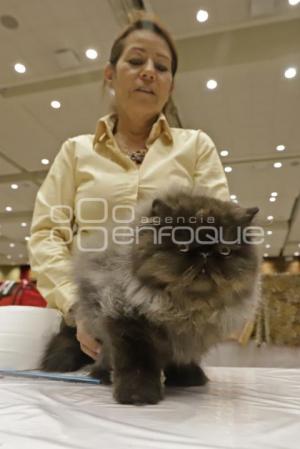 UPAEP . EXPOSICIÓN FELINA