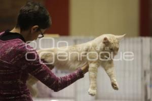 UPAEP . EXPOSICIÓN FELINA