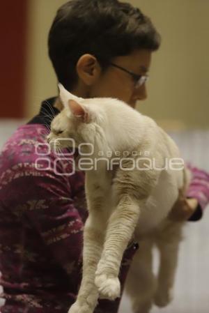 UPAEP . EXPOSICIÓN FELINA