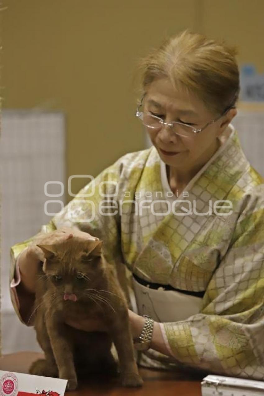 UPAEP . EXPOSICIÓN FELINA