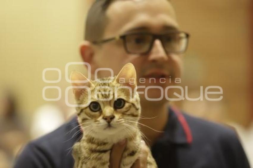 UPAEP . EXPOSICIÓN FELINA