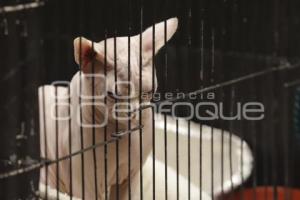 UPAEP . EXPOSICIÓN FELINA