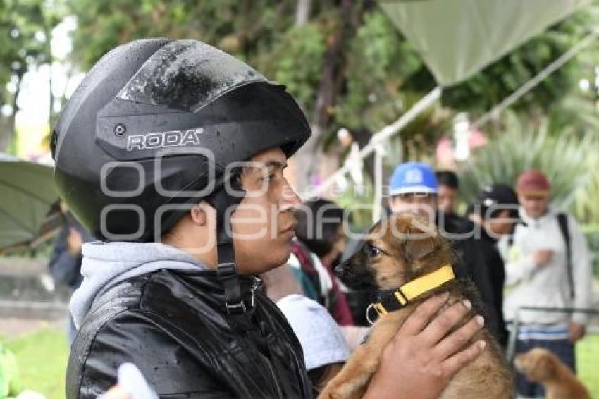 JORNADA DE ADOPCIÓN CANINA . CHOLULA