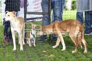 JORNADA DE ADOPCIÓN CANINA . CHOLULA