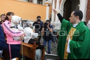 BENDICIÓN DE MASCOTAS