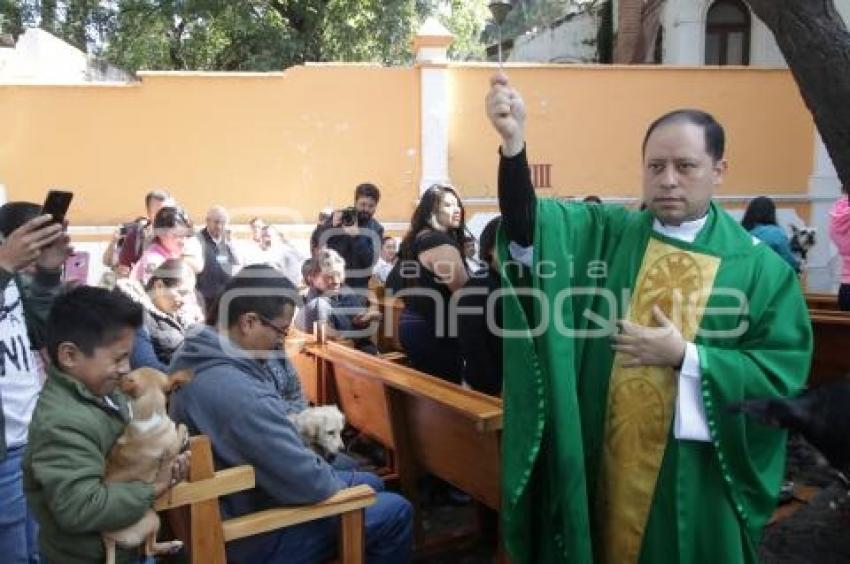 BENDICIÓN DE MASCOTAS