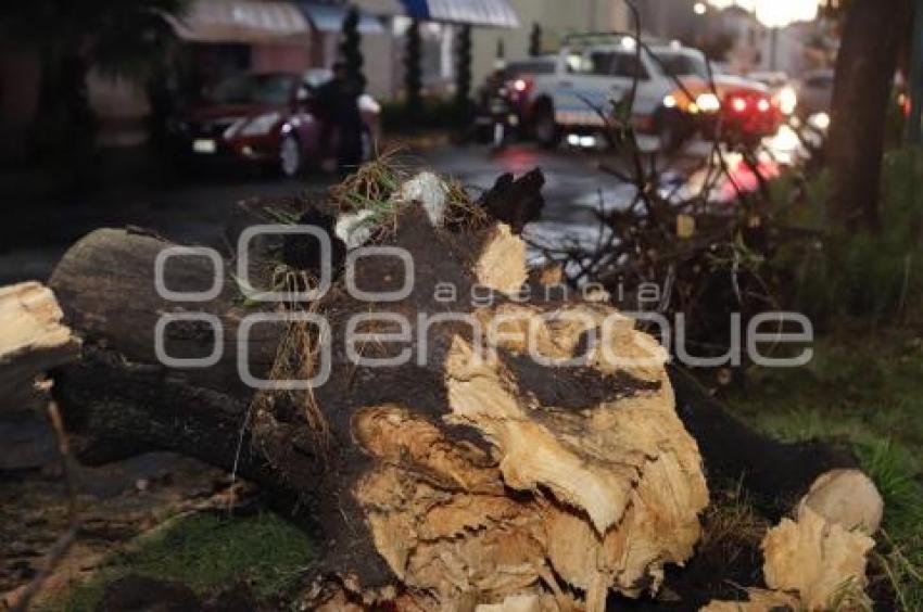 CAÍDA ÁRBOL 5 SUR