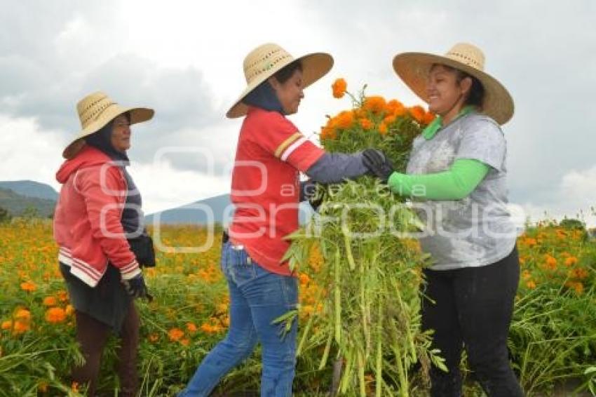 ATLIXCO . CORTE FLOR DE MUERTO