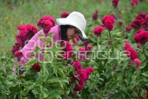 ATLIXCO . CORTE FLOR DE MUERTO