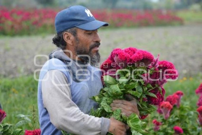 ATLIXCO . CORTE FLOR DE MUERTO