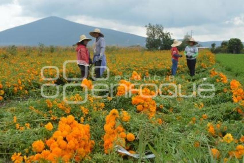 ATLIXCO . CORTE FLOR DE MUERTO