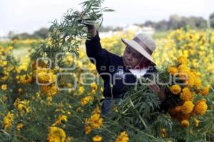 ATLIXCO . CORTE FLOR DE MUERTO